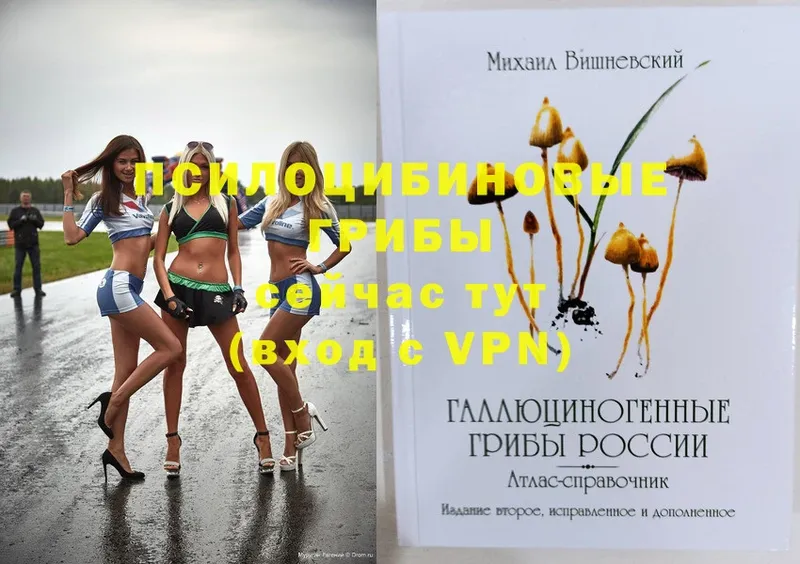 omg ТОР  Нюрба  Псилоцибиновые грибы Psilocybe  как найти закладки 